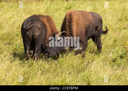 Wood Bison (Bison Bison athabascae) Bullen kämpfen entlang des Alaska Highway in British Columbia Stockfoto