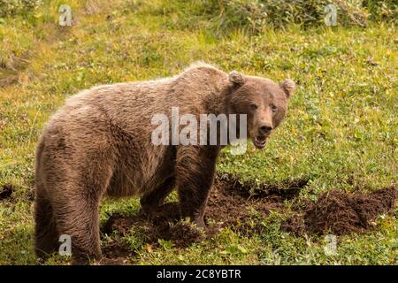 Grizzly Bear (Ursus arctos) Graben nach Wurzeln in Polychrome Pass, Denali National Park, Alaska Stockfoto