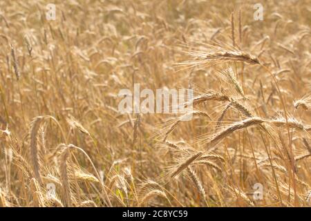 Wunderbares Feld von gelben Weizenohren bereit, im Sommer geerntet werden Stockfoto