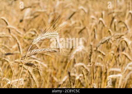 Wunderbares Feld von gelben Weizenohren bereit, im Sommer geerntet werden Stockfoto