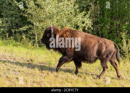 Wood Bison (Bison Bison athabascae) Stier auf dem Alaska Highway in British Columbia, Kanada Stockfoto