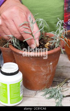 Pflanzensutten aus Lavandula angustifolia. Unter Stecklinge von Lavendelpflanzen durch Eintauchen Stiele in Hormon Verwurzelungspulver, um die Wurzelentwicklung zu steigern Stockfoto