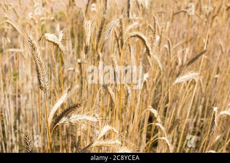 Wunderbares Feld von gelben Weizenohren bereit, im Sommer geerntet werden Stockfoto
