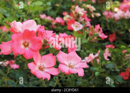 Rosen Blumen blühen im Garten Stock Foto Stockfoto