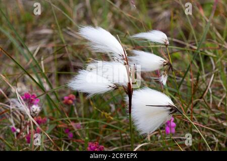 Moor Baumwolle wächst auf der Isle of Lewis, Western Isles, Äußere Hebriden, Schottland, Vereinigtes Königreich Stockfoto