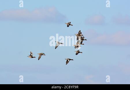 Eurasische Witwe, auch bekannt als Widgeon, Pfeifente, Canard Siffleur, fütyülő réce, Anas penelope Stockfoto