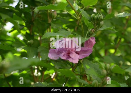 Rosa konföderierte Rosenblüte im juli in deutschland Stockfoto