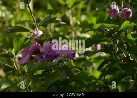Zartrosa Blüten von dixie rosemallow blühen im bayerischen Garten Stockfoto