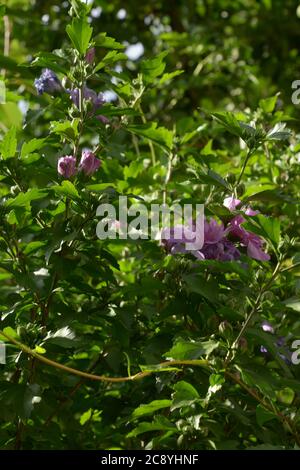 hibiscus mutabilis auch Baumwollrosenblühbusch genannt Stockfoto