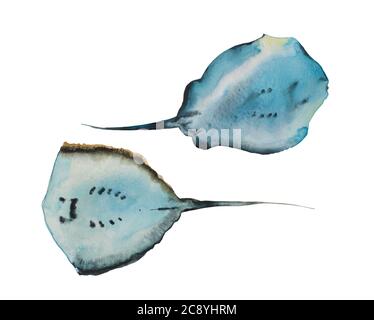 Set von zwei Aquarell Skate Fisch Schwimmen, Blick von unten. Original handbemalte Unterwasserillustration isoliert auf weißem Hintergrund Stockfoto