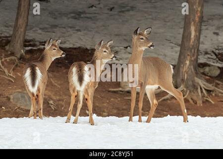 Weißschwanzhirsch im Winter. Stockfoto