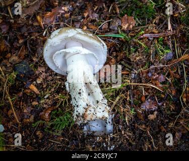 Amanita Phalloides oder die Todeskappe, ein sehr giftiger Pilz Stockfoto