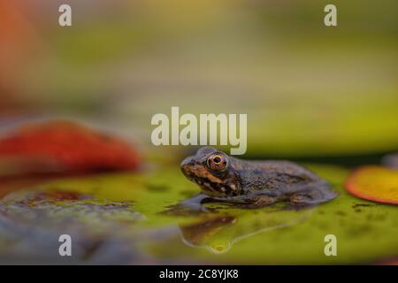 Ein kleiner Grüner Frosch ruht auf einer Lilienunterlage. Stockfoto