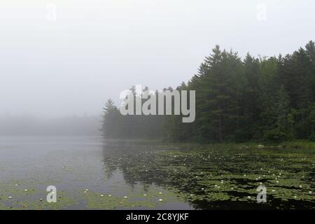 Seerosen und Nebel an einem Sommermorgen. Stockfoto