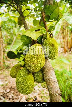 Nahaufnahme von Jackfrucht, die auf einem Baum wächst, Vietnam, Südostasien Stockfoto