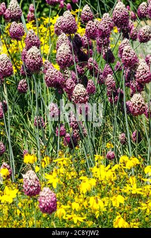 Allium Drumsticks Allium sphaerocephalon Coreopsis, Ziergarten Allium Stockfoto