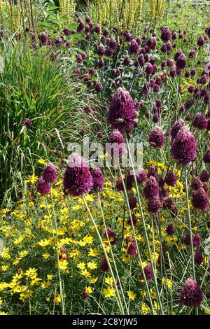 Alliums Drumsticks Allium sphaerocephalon Coreopsis verticillata Stockfoto