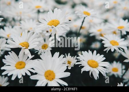 Detail der Leptinella squalida wächst in einem Garten während der Sommersaison Stockfoto