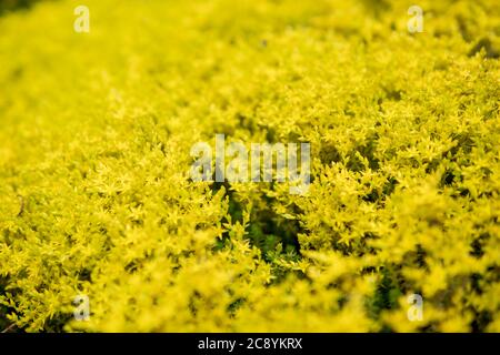 Detail von Sedum sexangulare wächst in einem Garten während der Sommersaison Stockfoto