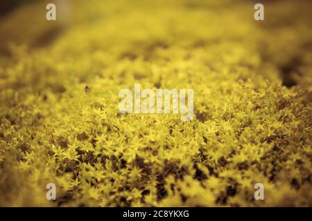 Detail von Sedum sexangulare wächst in einem Garten während der Sommersaison Stockfoto