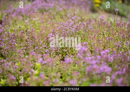 Detail von Thymus serpyllum wächst in einem Garten während der Sommersaison Stockfoto