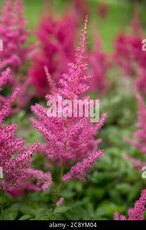 Detail der Astilbe wächst in einem Garten während der Sommersaison Stockfoto
