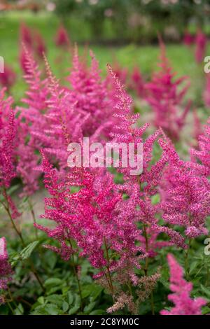 Detail der Astilbe wächst in einem Garten während der Sommersaison Stockfoto