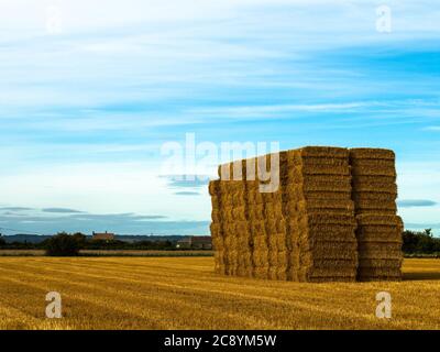 In einem frisch geschnittenen Feld in New romney auf dem Romney Marsh stapelten sich die Schwänze der Heuschrecke bereit für den Transport. Stockfoto