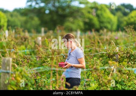 Junge weibliche Ernte frische Farm Himbeeren auf dem Feld in Sevenoaks, Kent Stockfoto