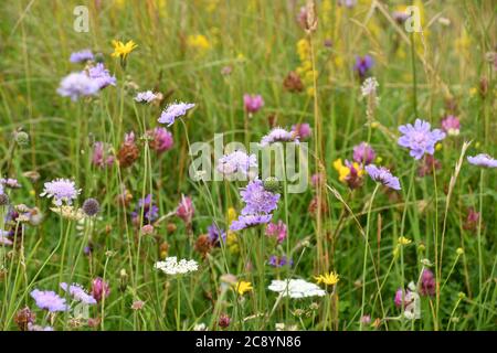 Alte Wildblumenwiese mit hohen Gräsern, Wildkarotte, Rotklee, Lady's Bettstroh und Field Scabious unter vielen anderen auf kalkigen Downland in Wiltsh Stockfoto