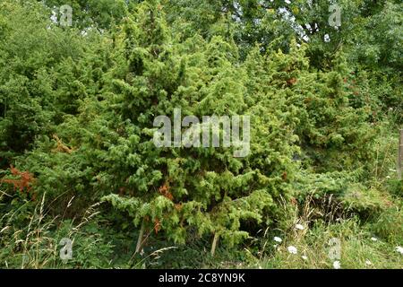 Wacholderbaum'(Juniperus communis) mit grünen Beeren bedeckt.einer von drei einheimischen immergrünen Nadelbäumen gedeiht er auf Kreideebene, Moor, in felsigen A Stockfoto