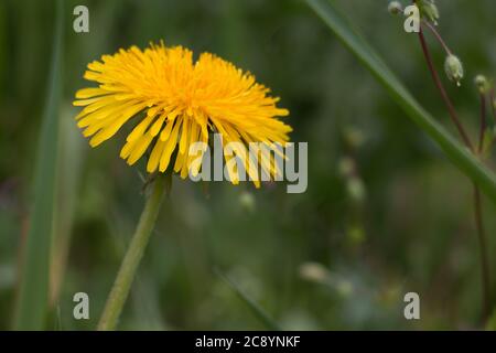 Eine gelbe Löwenzahnblume (Taraxacum officinale), Löwenzahn oder Uhrblume, Nahaufnahme, Seitenansicht, blüht auf einem natürlichen grünen Hintergrund Stockfoto
