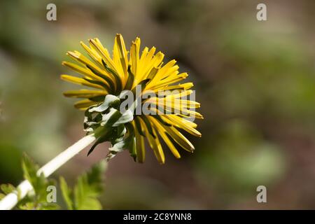 Gelbe Löwenzahnblume (Taraxacum officinale), Löwenzahn oder Uhrblume, Blick von unten, blüht auf natürlichem, diffusem grünen Hintergrund Stockfoto