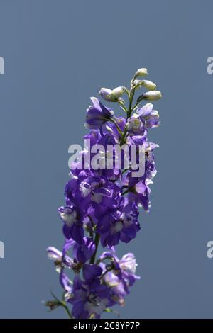 Ein blühender Stiel von Delphinium King Arthur mit violetten Blüten vor blauem Hintergrund Stockfoto