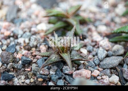 Aloe jucunda, eine vom Aussterben bedrohte Pflanze, im Kaisaniemi Botanic Garden Wintergarten. Helsinki, Finnland. Stockfoto