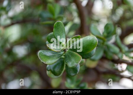Nahaufnahme der Crassula ovata Blätter, Pflanze allgemein bekannt als Jade Pflanze, Glückspflanze, Geldpflanze oder Geldbaum Stockfoto