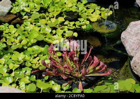 Ein Teich gefüllt mit Wasser Hyazinthe, Trompete Pitcher Pflanzen, Lily Pads und einem Solar-Brunnen im Sommer in Wisconsin, USA Stockfoto