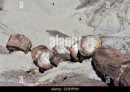 Große Stücke von versteinerten Holzstämmen in der Wüste. Stockfoto