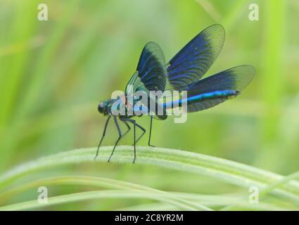 GEBÄNDERTER DEMOISELLE, männlicher Damselfliege, Calopteryx splendens. Foto: Tony Gale Stockfoto