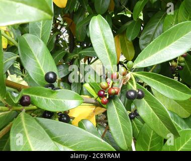 PORTUGAL LAUREL Prunus lusitanica. Foto: Tony Gale Stockfoto