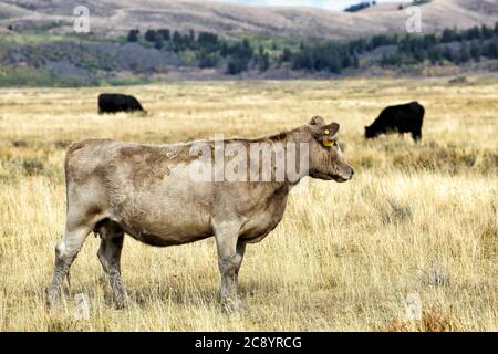 Schwarze angus und Kurzdornrinder grasen auf gepachteten nationalen Waldland in den Bergen von Idaho Stockfoto