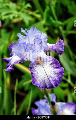 Die Blüte auf einer ornamentalen Iris, mit lila und weißen Blütenblättern mit lila und einem gelben Zentrum. Stockfoto