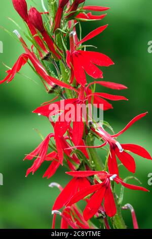 Kardinal Blume Lobelia cardinalis Stockfoto