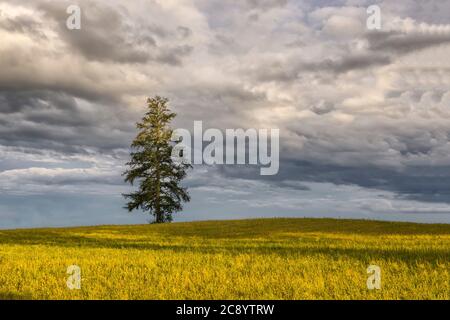 Landschaftlich schöner Blick auf einzelne einsame Baum in grünen Weizenfeld an teilweise bewölkt stürmischen Wetter Frühling Tag. Stockfoto