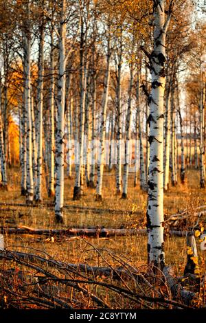 Ein Waldstand von Aspen Bäumen während des Idaho Herbstes. Der Boden ic mit Blattstreu und Totfall bedeckt, wie die Vegetationsperiode endet. Stockfoto