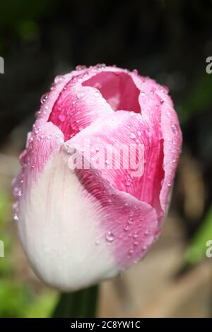 Eine einzelne rosa und weiße Frühlingszartuppe, bedeckt mit Regentropfen von einem Frühlingsregen, blüht in einem Garten. Stockfoto