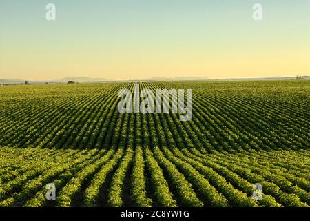 Ein Blick am frühen Morgen auf die Reihen in einem Feld von Kartoffeln in den rollenden fruchtbaren Felder der Farm von Idaho. Stockfoto