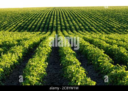 Ein Blick am frühen Morgen auf die Reihen in einem Feld von Kartoffeln in den rollenden fruchtbaren Felder der Farm von Idaho. Stockfoto