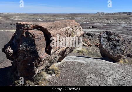 Sehr große versteinerte Holzscheite vor einer kargen Wüstenlandschaft. Stockfoto