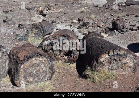 Frühlingstag mit einem Haufen von versteinerten Baumstämmen in Arizona. Stockfoto
